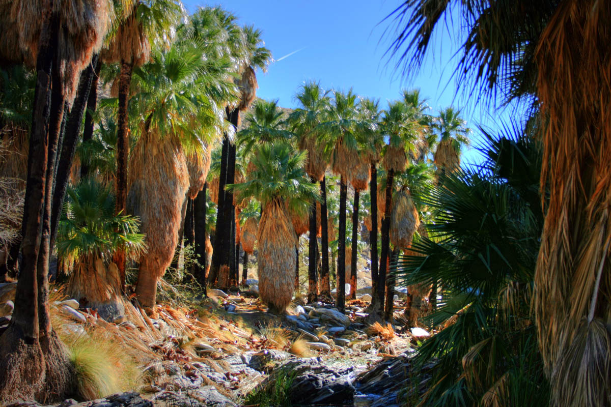 palm-grove