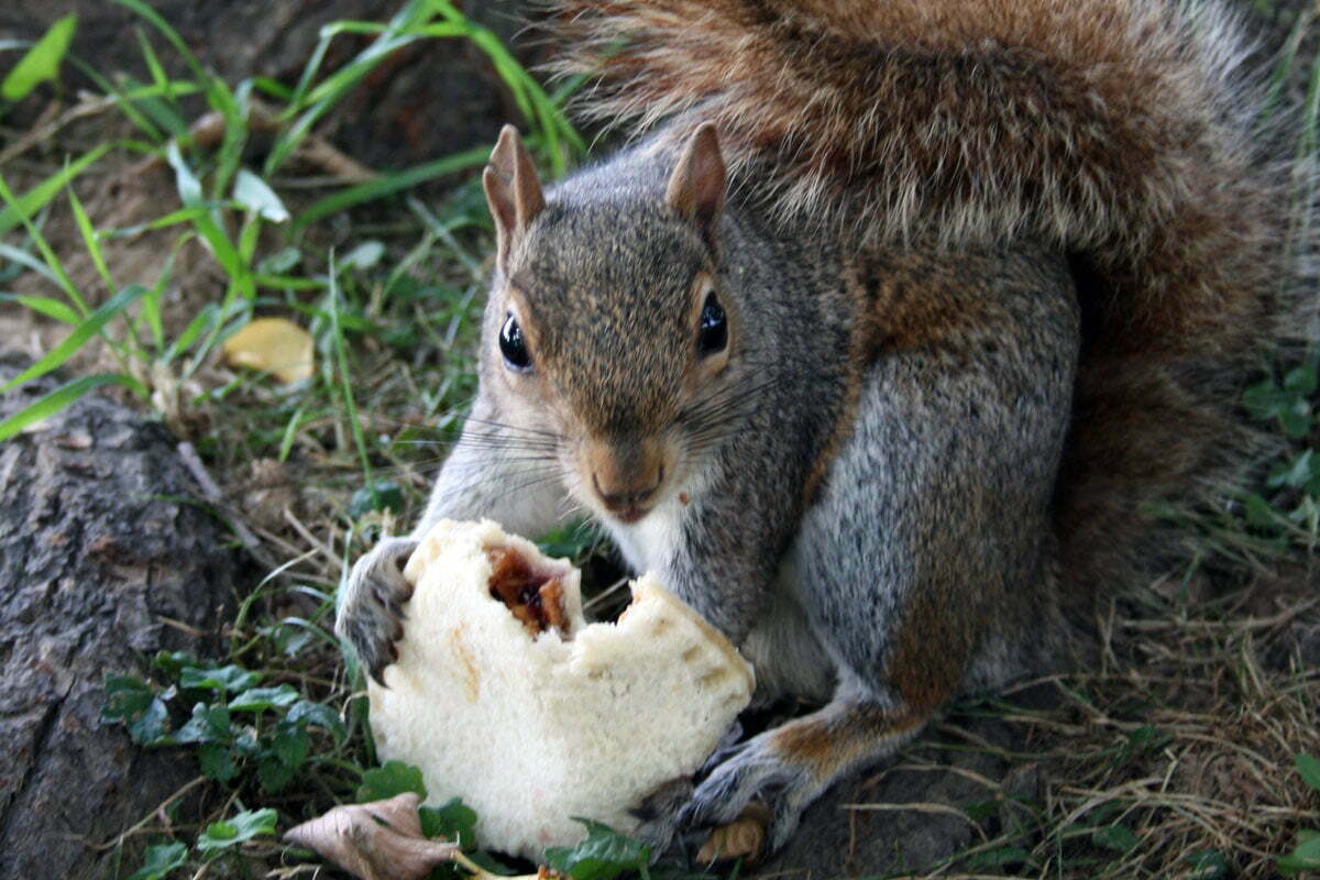 pita-squirrel