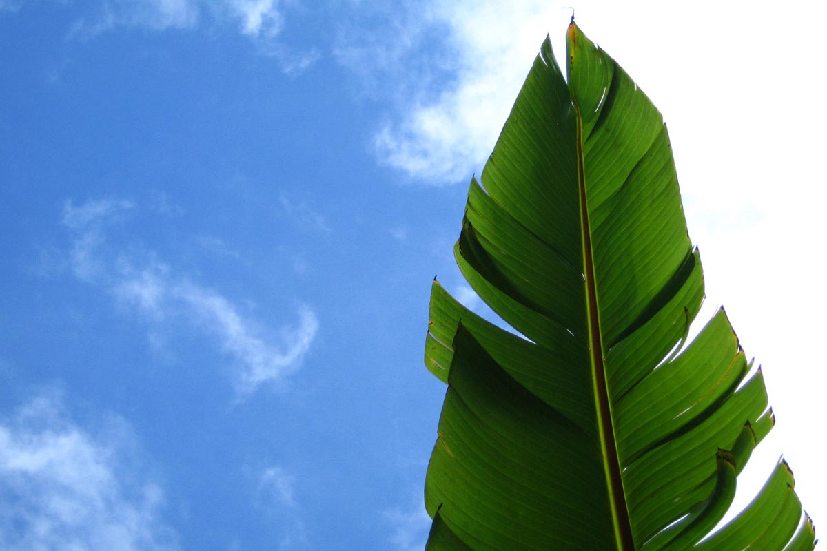 tropical-leaf