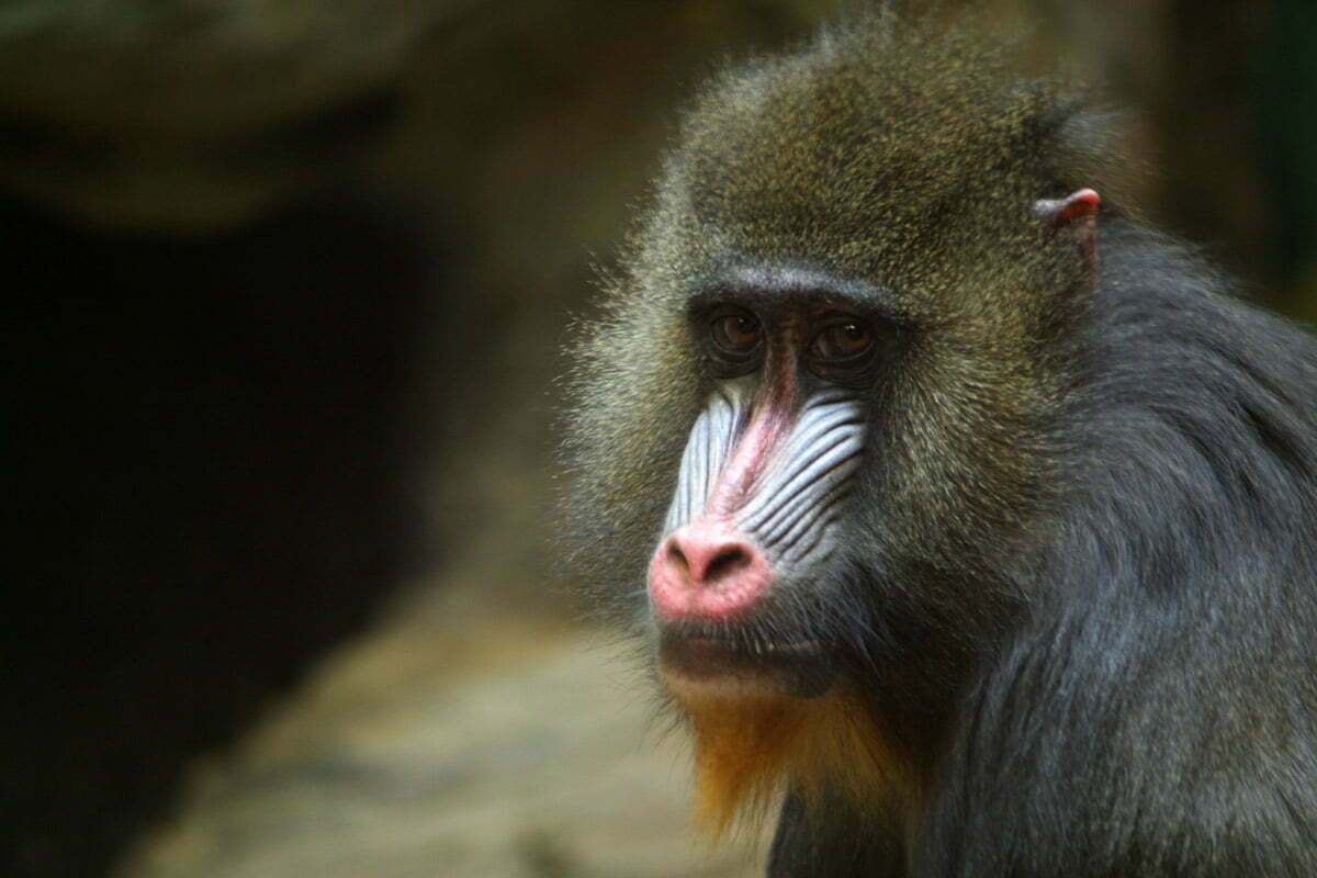 expressive-primate
