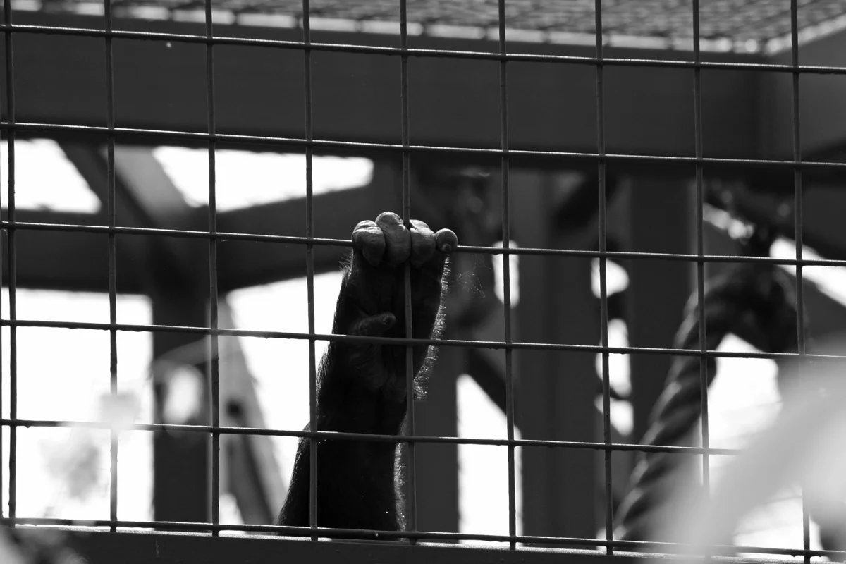 gorilla-hand-on-bars
