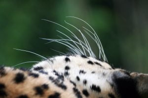 leopard-whiskers