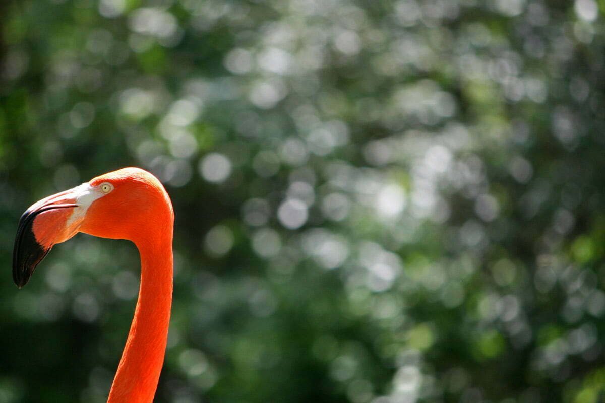 lone-flamingo