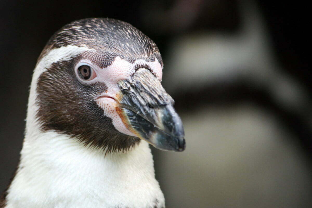 penguin-portrait