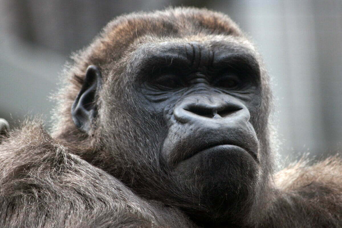 portrait-of-a-gorilla