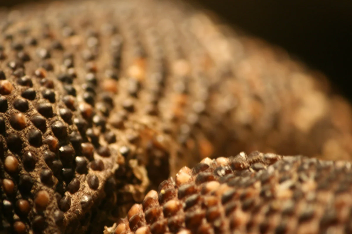 reptile-texture