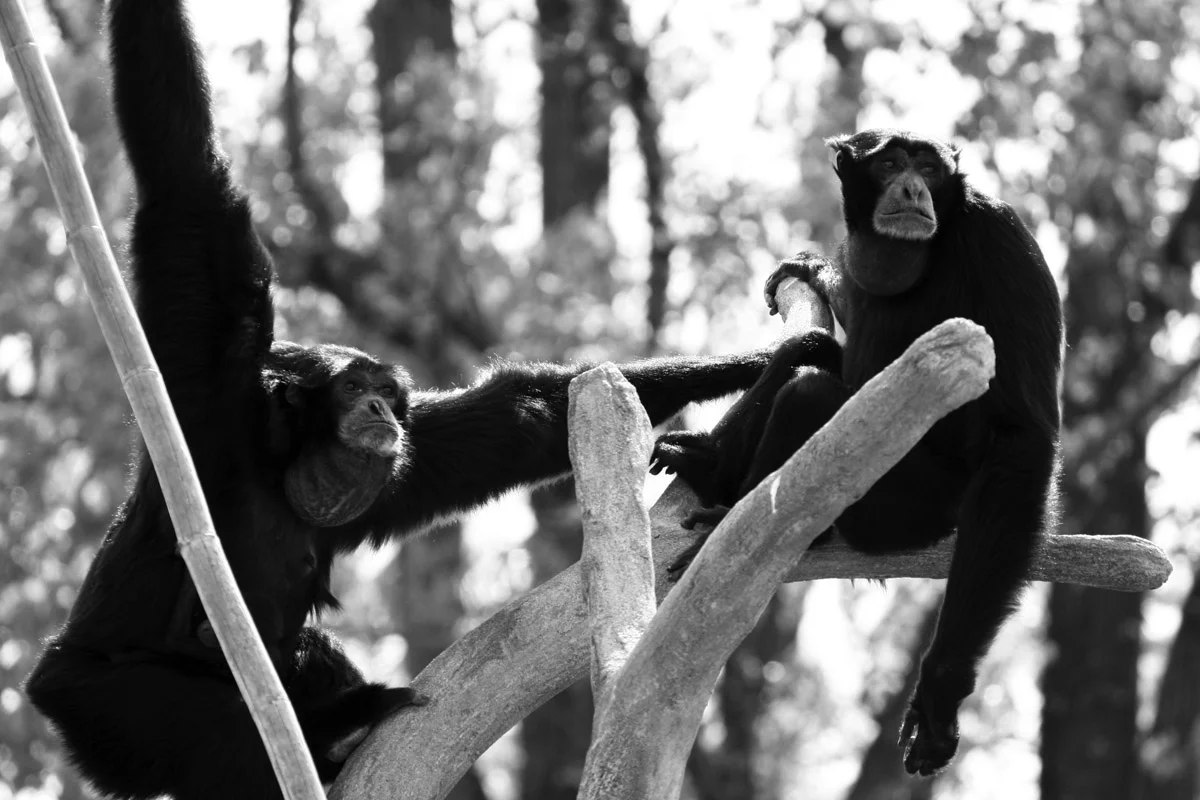 siamang-gibbons