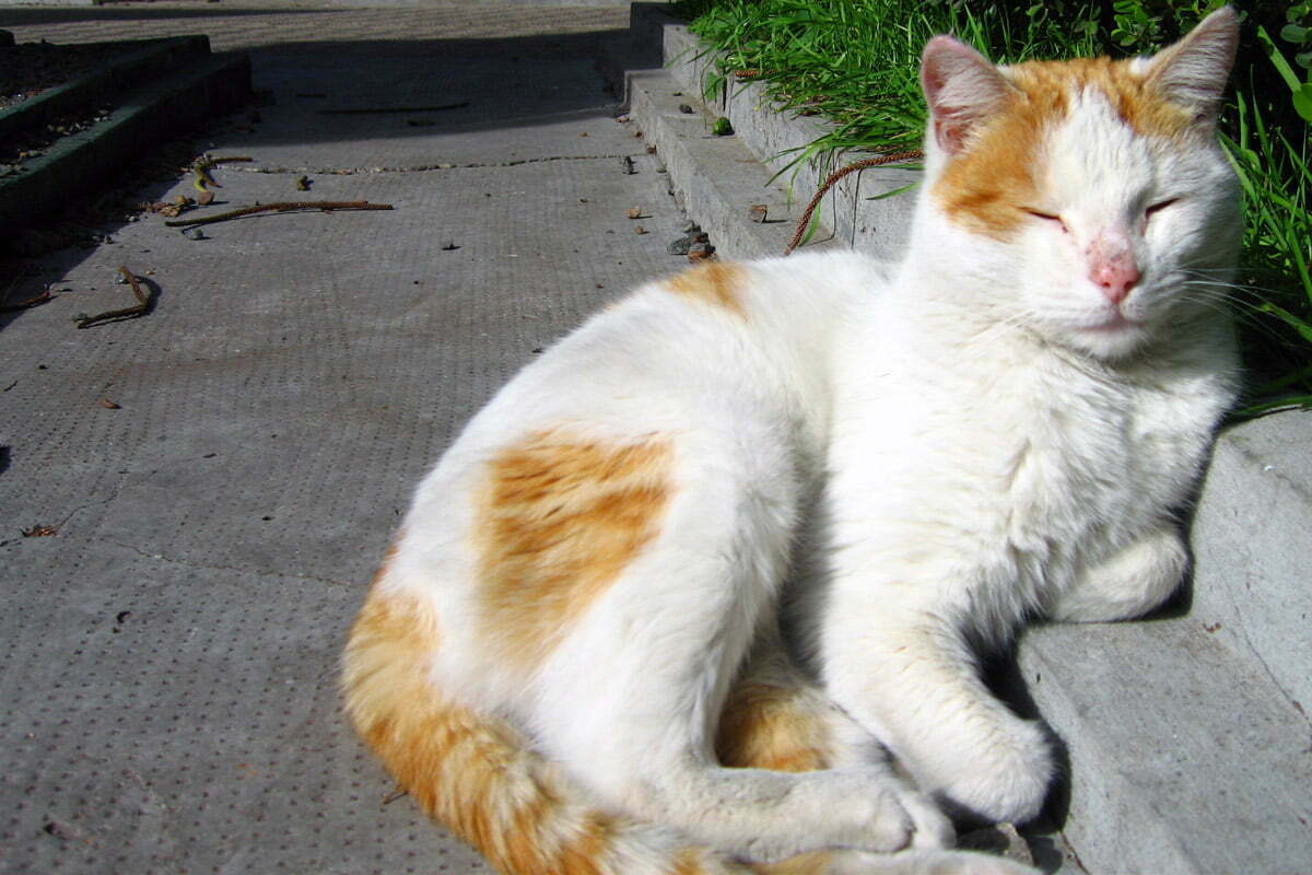 sunbathing-cat