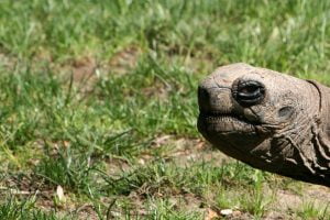 tortoise-glare