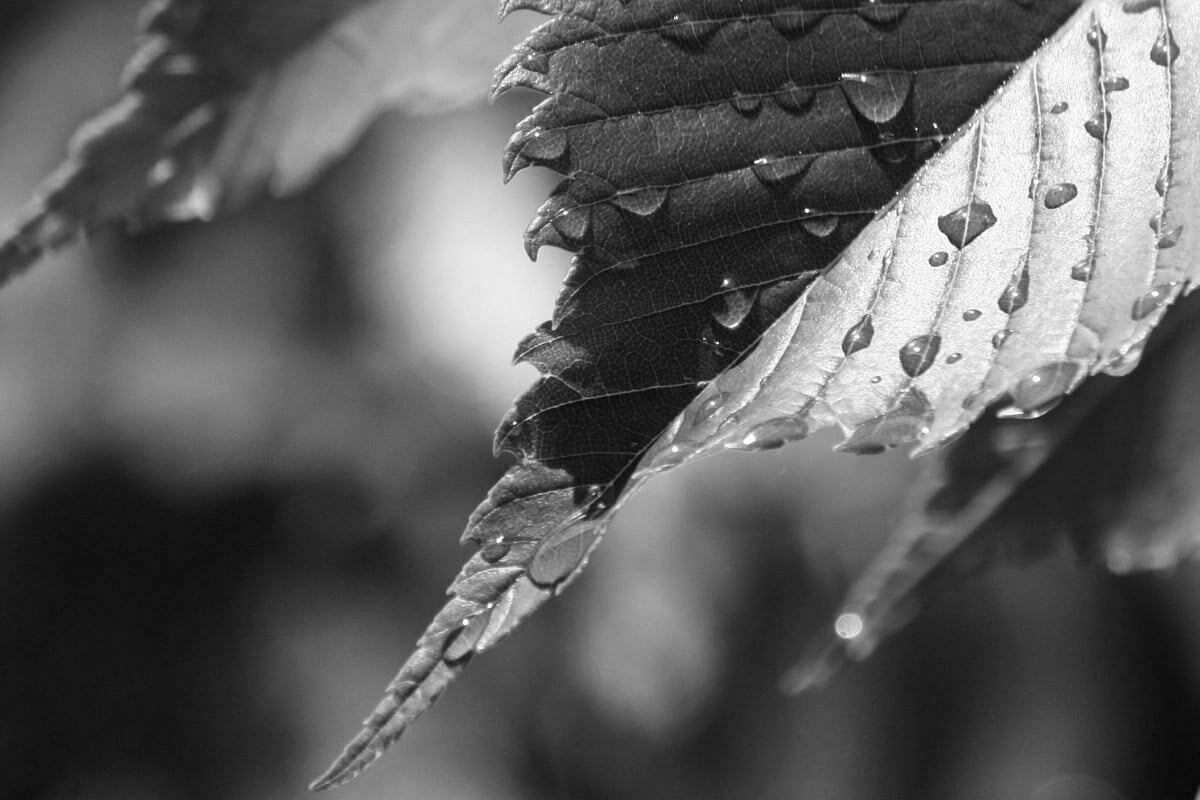 wet-leaf
