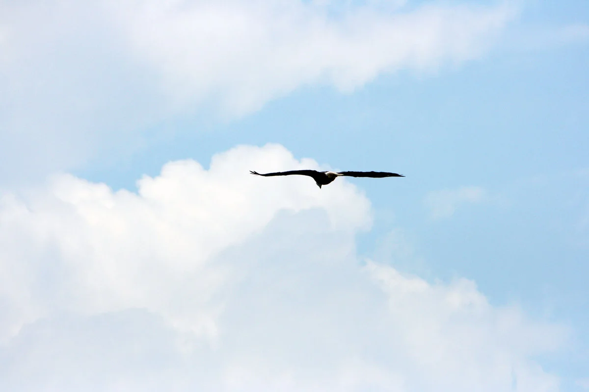 bald-eagle2