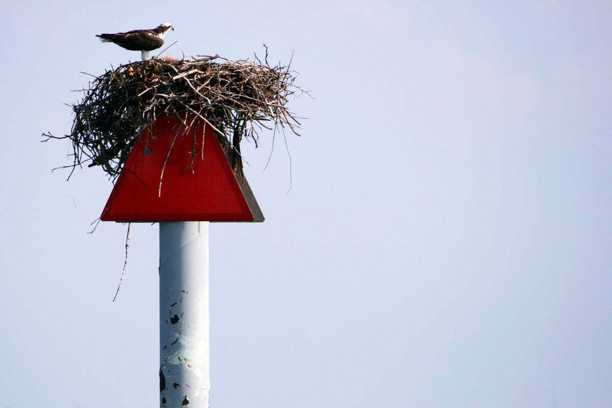 osprey-nest