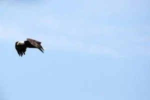 bald-eagle