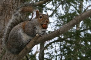 Squirrel-with-acorn