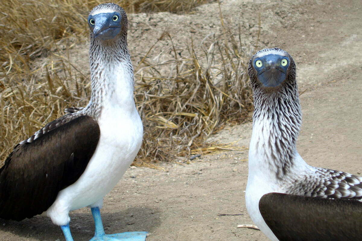curious-blue-footed-boobys
