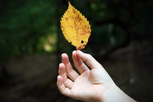 holding-yellow-leaf
