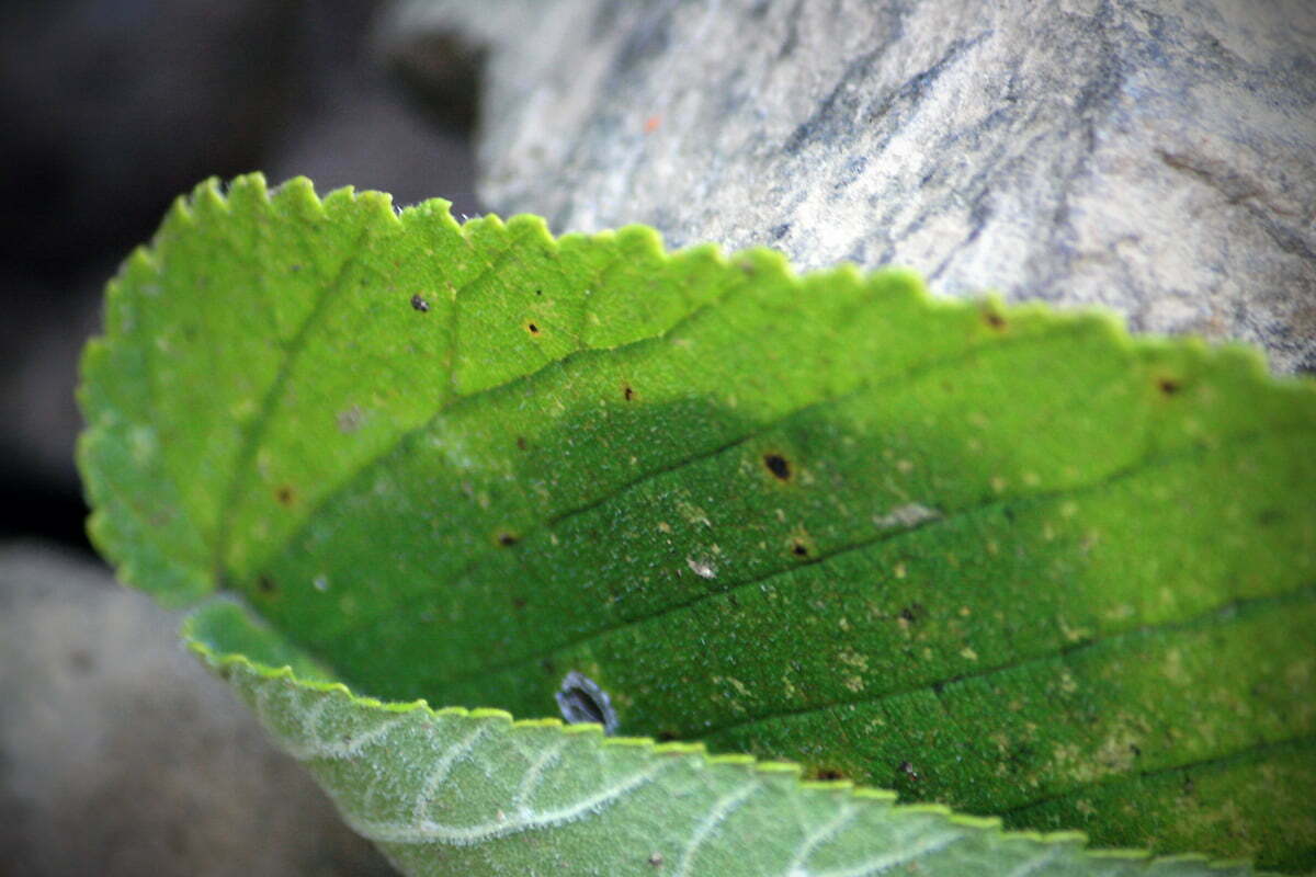 leaf-texture