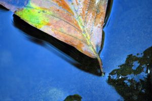 submerged-leaf
