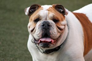 grinning-bulldog