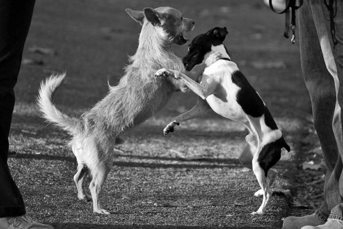 little-dog-fight