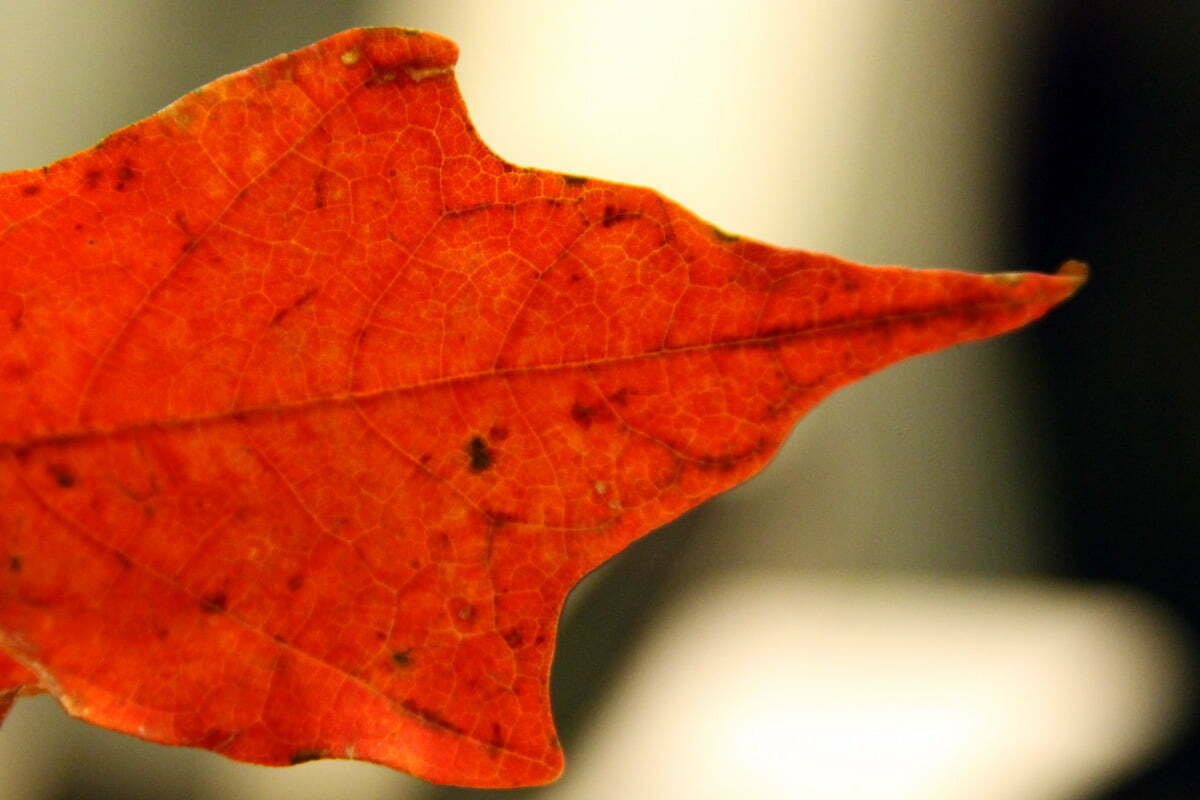 luminous-fall-leaf