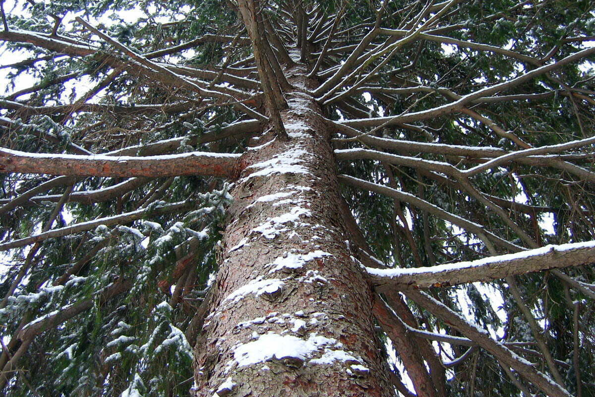 a-snowy-pine