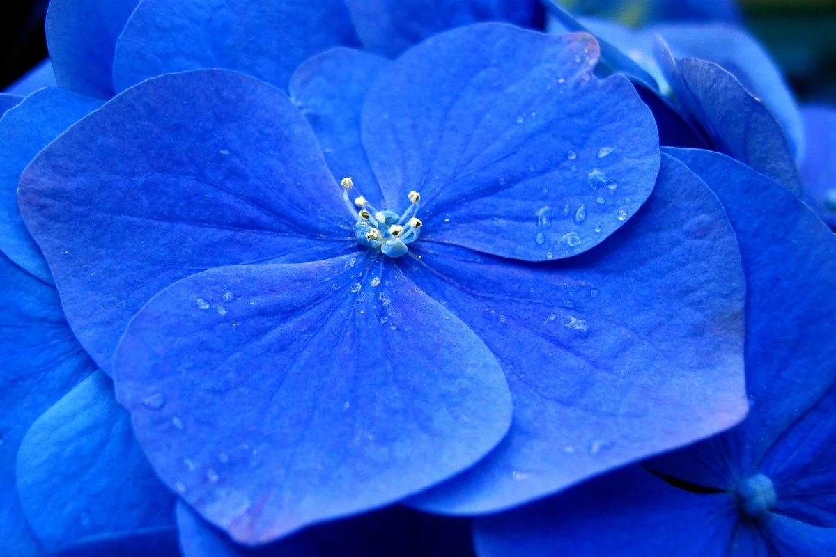 A close-up of a bright blue Hydrangea flower