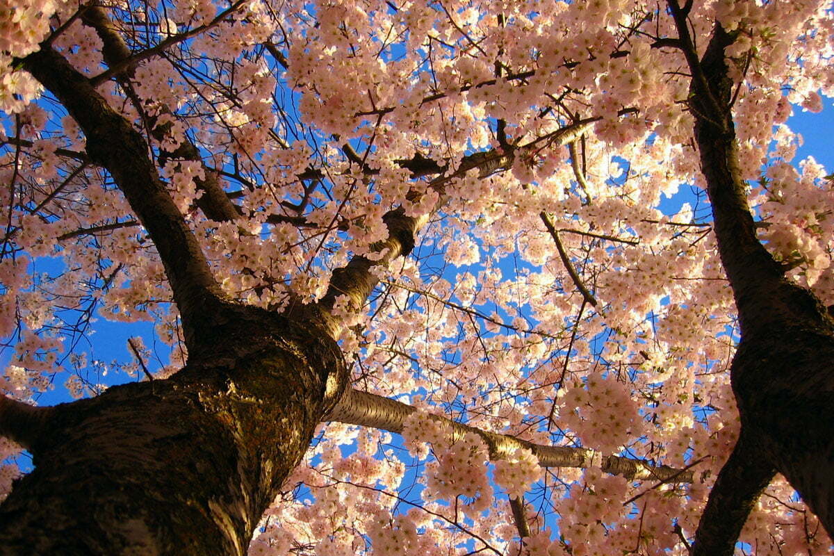 Cherry Blossom Trees in Washington DC