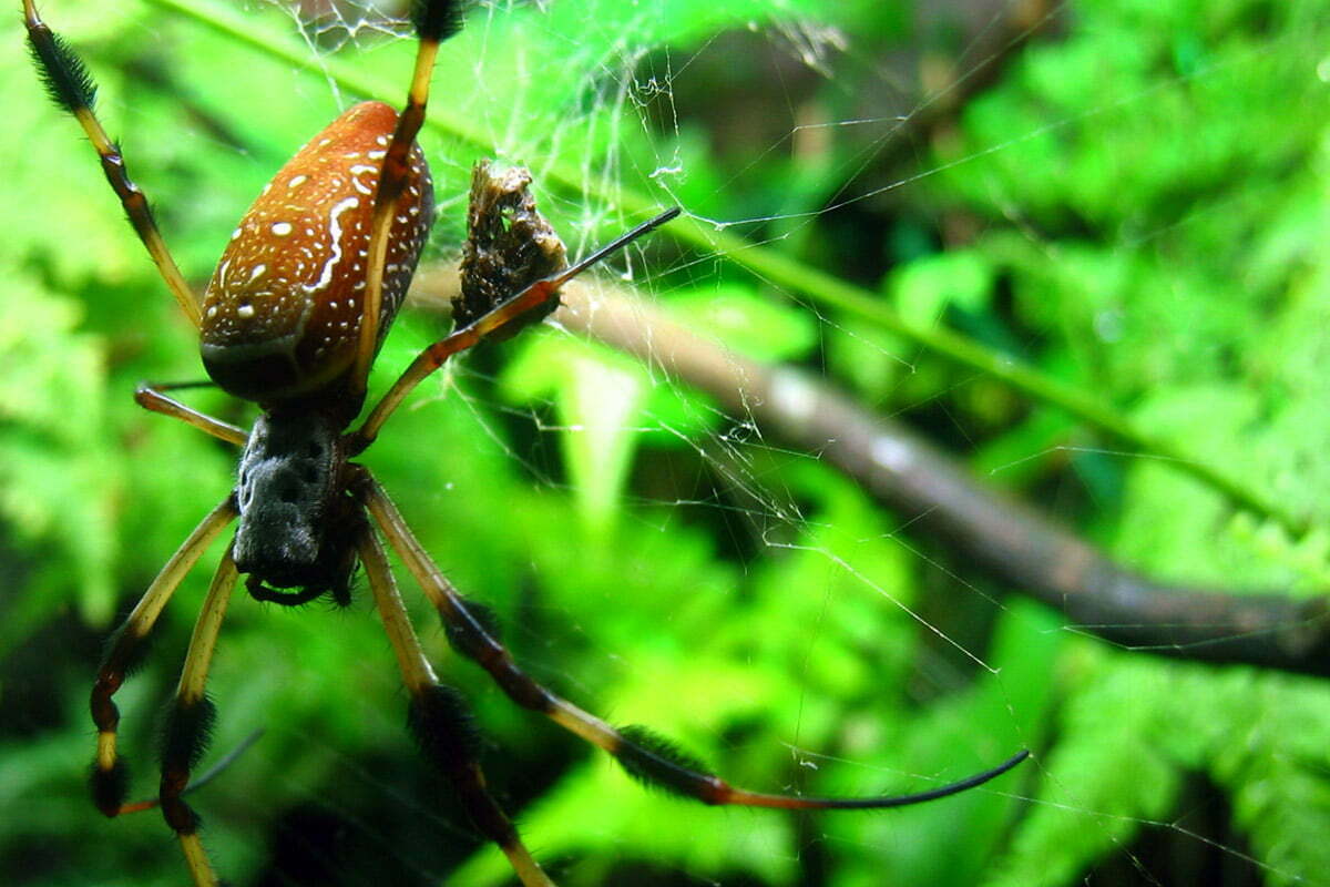 A large spider with fuzzy legs taken at the National Aquarium in Baltimore, Maryland.