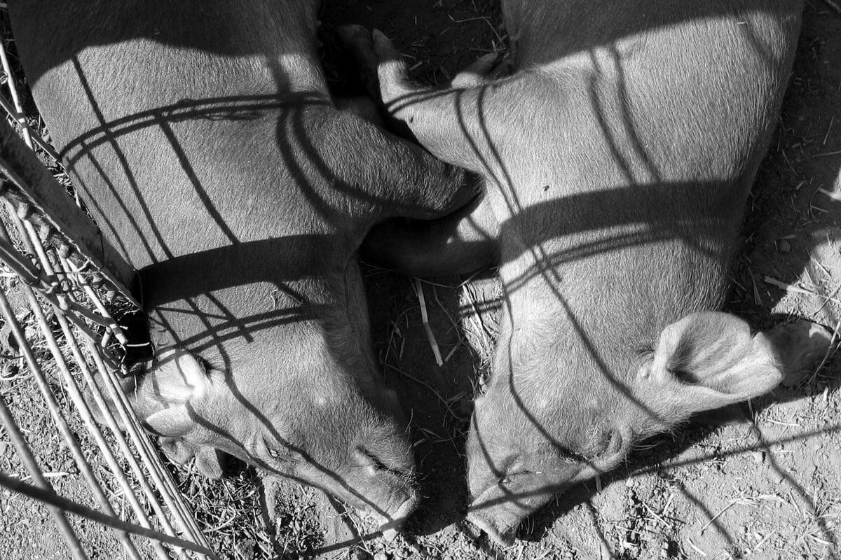 A black and white photo of two pigs lie asleep with their bodies opposite each other.