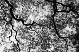 A black and white image of the tree canopy an urban parks in Buenos Aires, Argentina.