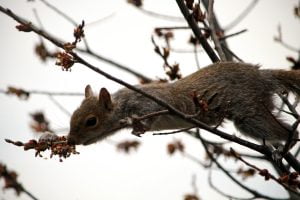 A young squirrel reaches for some tree buds.