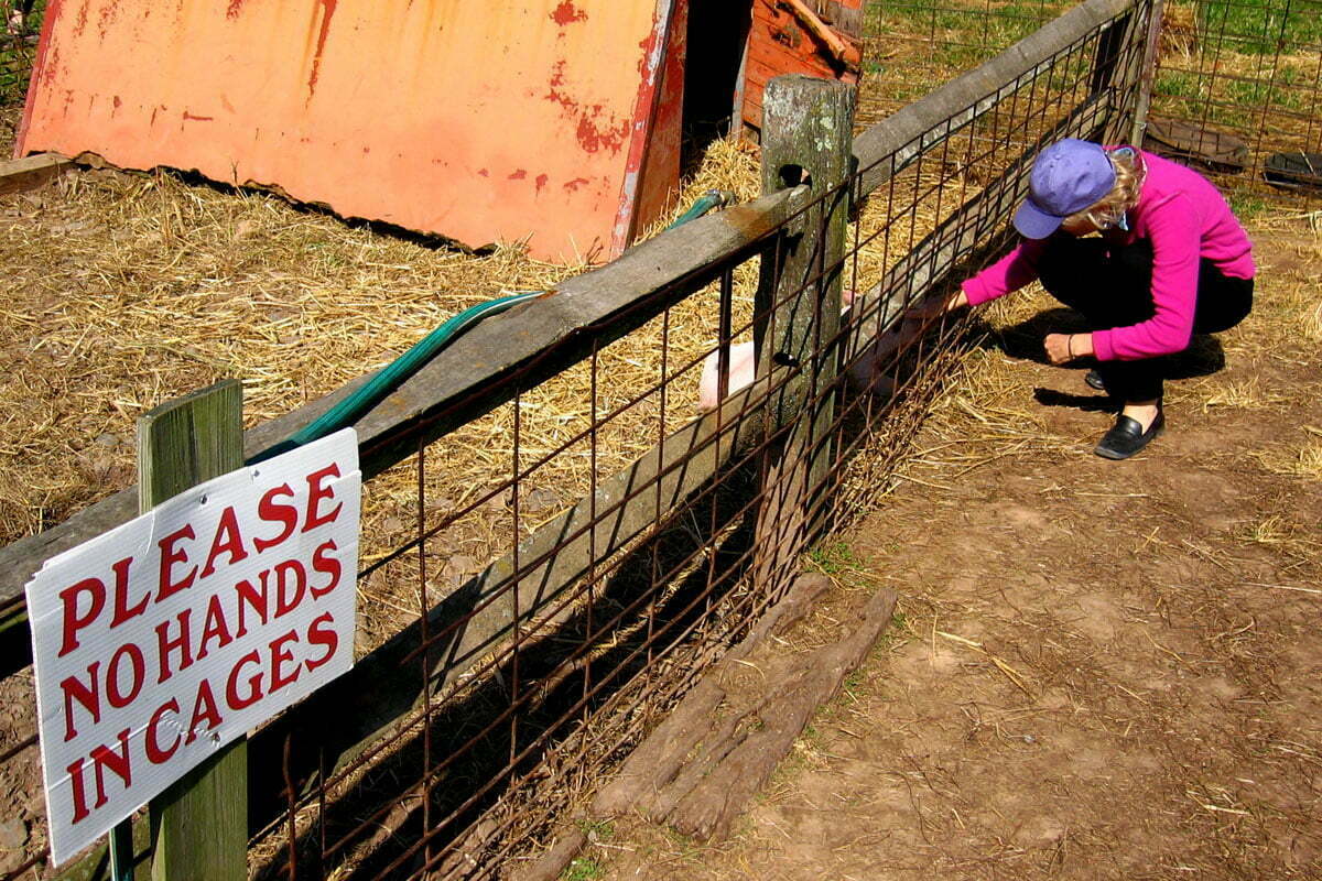 A woman pets an animal through a cage near a sign that clearly reads "Please No Hands in Cages"