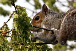 A flexible squirrel balances on a tree limb to obtain a well-earned snack.