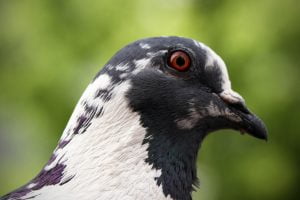 A close portrait of a black and white pigeon with red eyes in Dupont Circle.