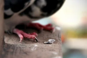 A close-up of a pigeon's feet and toes on a ledge in Dupont Circle.