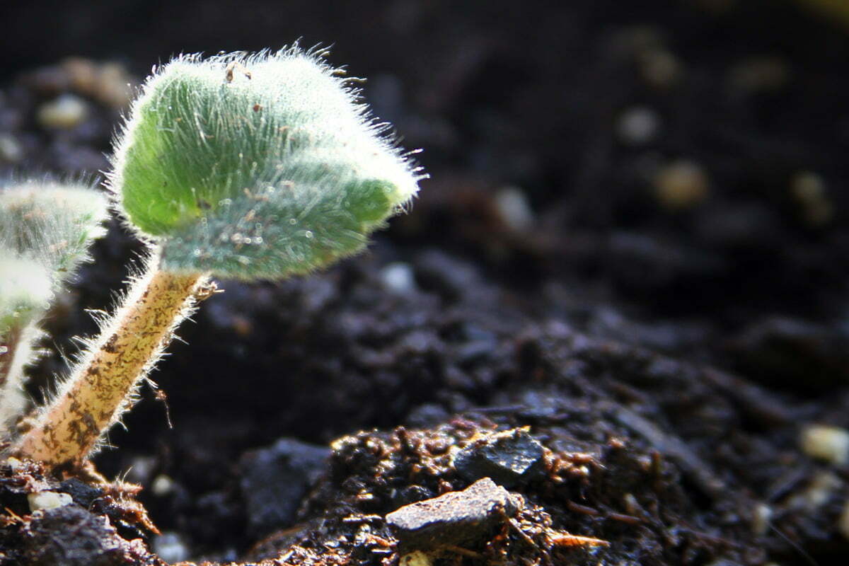 A closeup of a small fuzzy plant as it struggles to grow in the soil.