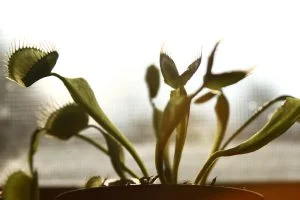 A closeup of a few stalks of a venus fly trap sitting in the window.