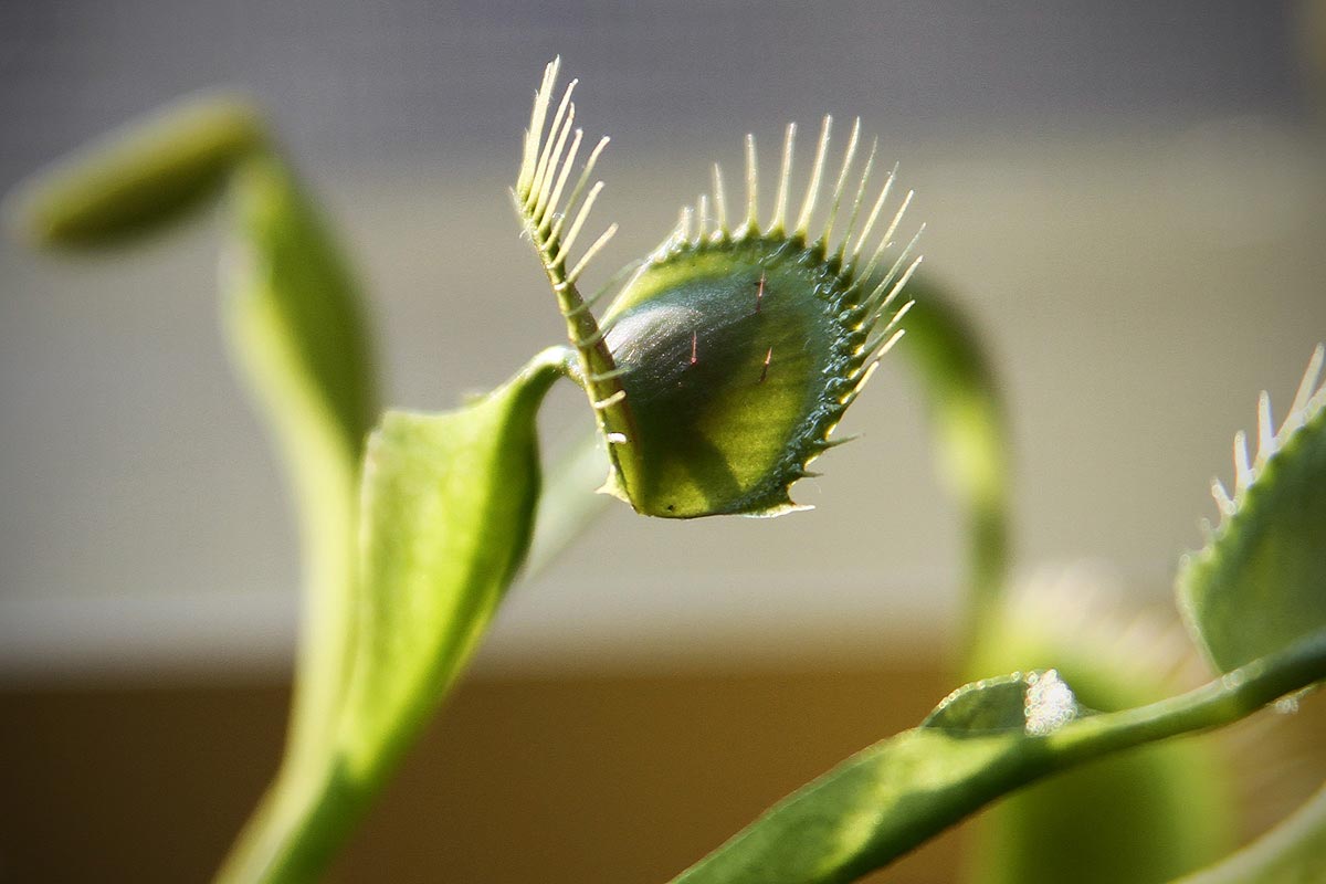 A closeup of a venus fly trap with teeth and feelers.