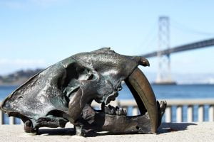 The cast skull of a saber-tooth cat seen on the Embarcadero in San Francisco with the Oakland Bay Bridge in the background.