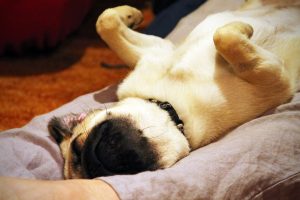 Pepper the cute pug passes out between someone's legs, arms in the arm and head lying back.