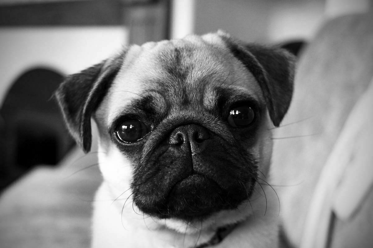 A close up picture of Pepper, the small and expressive pug.