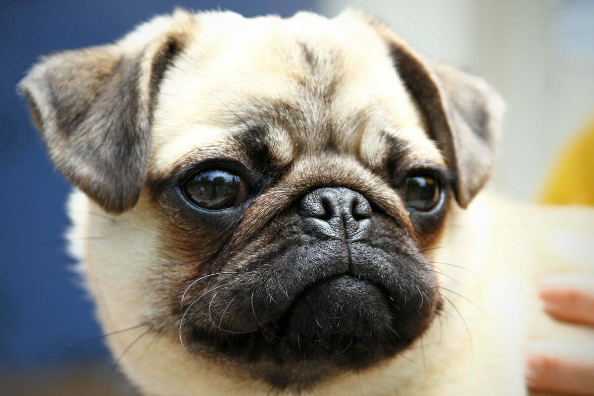 Pepper the adorable pug looks to the horizon with a determined stare.