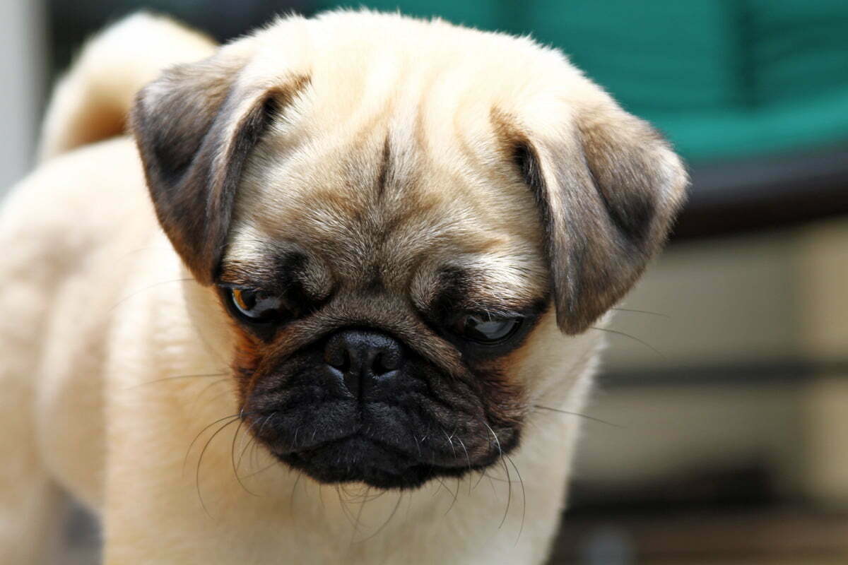 Another close up picture of Pepper, the small and expressive pug, looking down at a paper cup.