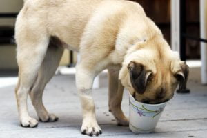 A pug sticks her face into a paper cup to get out some ice.