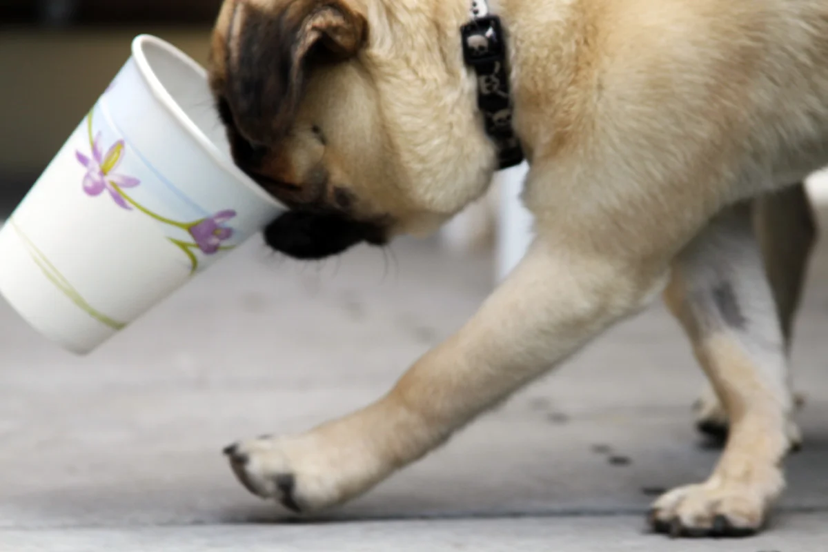 Pepper the Pug discovers how to pick up the paper cup with her teeth. 