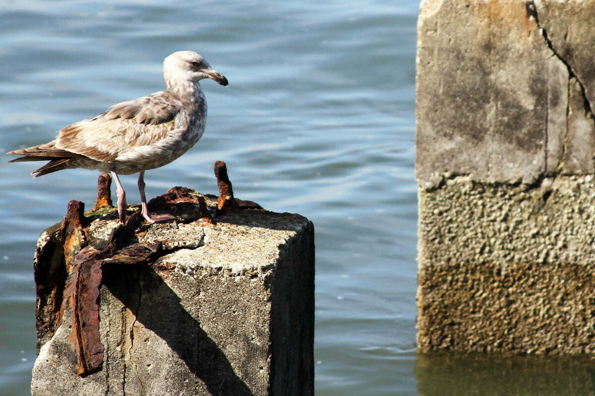A lone seagull stands on a former pier pillar on the Embarcadero of San Francisco, California.