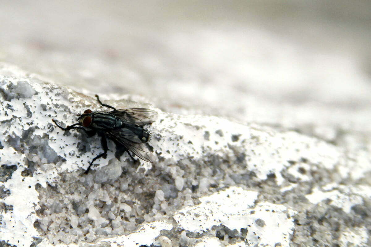 A large black fly sits rubbing it's legs together in Luray, Virginia.