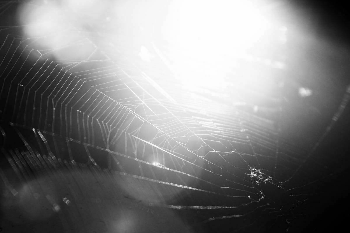 A closeup black and white photo of a spider's web in the sun.
