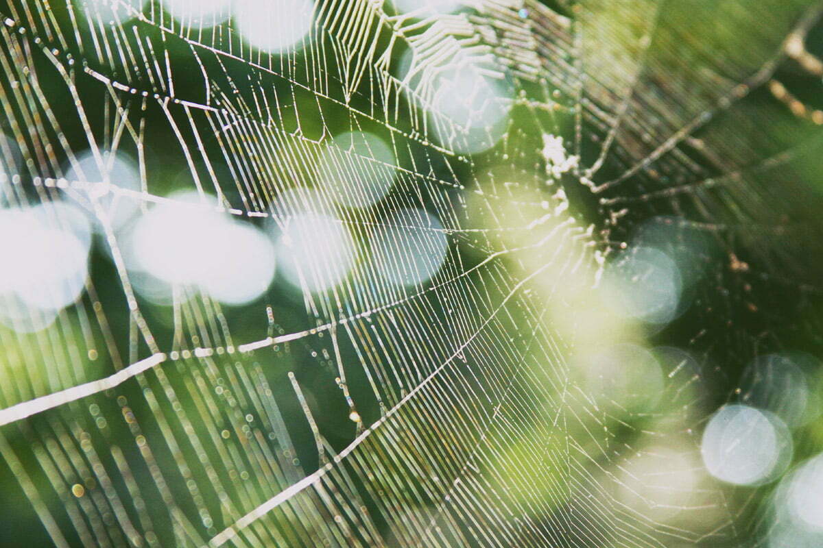 A complicated web from a spider swings in the breeze with a green background in Annapolis, Maryland.